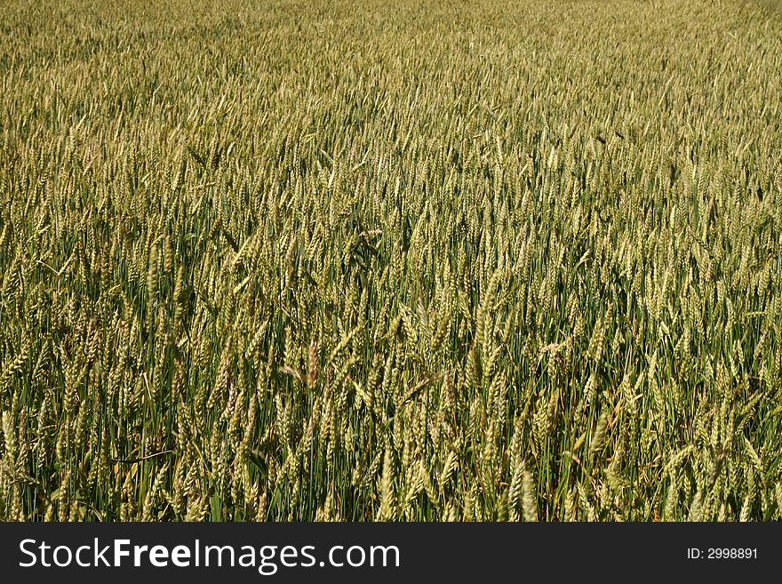 Gold cereal field, summer landscape,