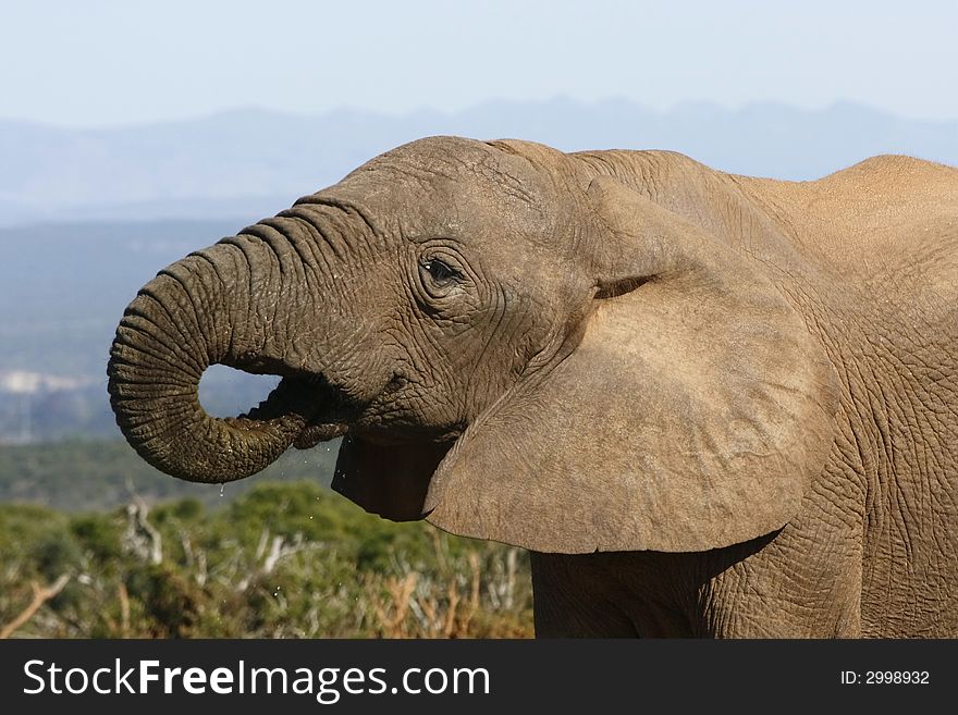 Elephant enjoying a drink of water