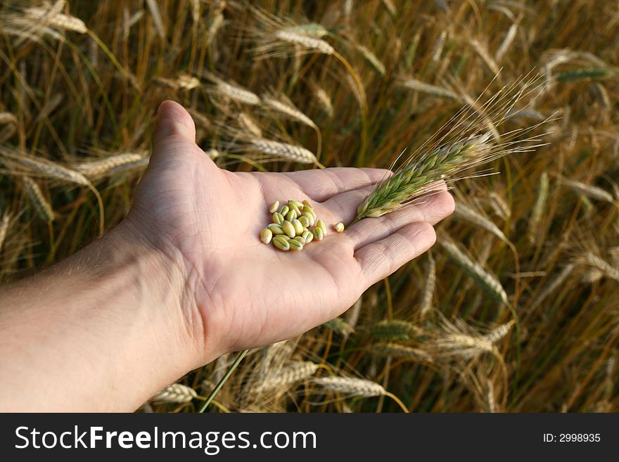 Cereal on the hand, background cereal field