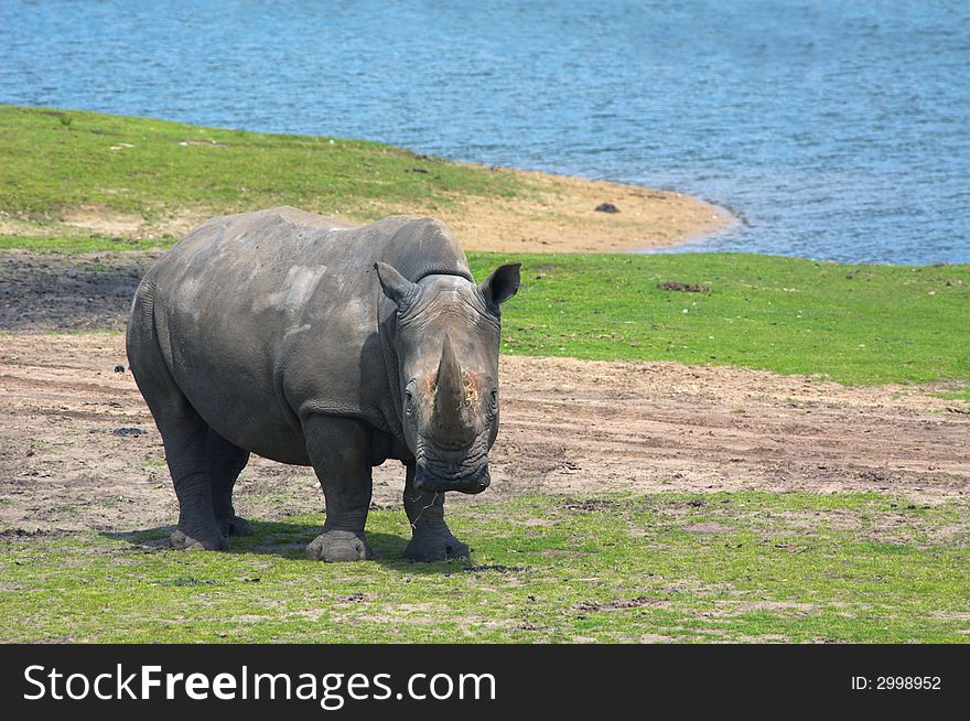 Big rhinoceros on green grass near water