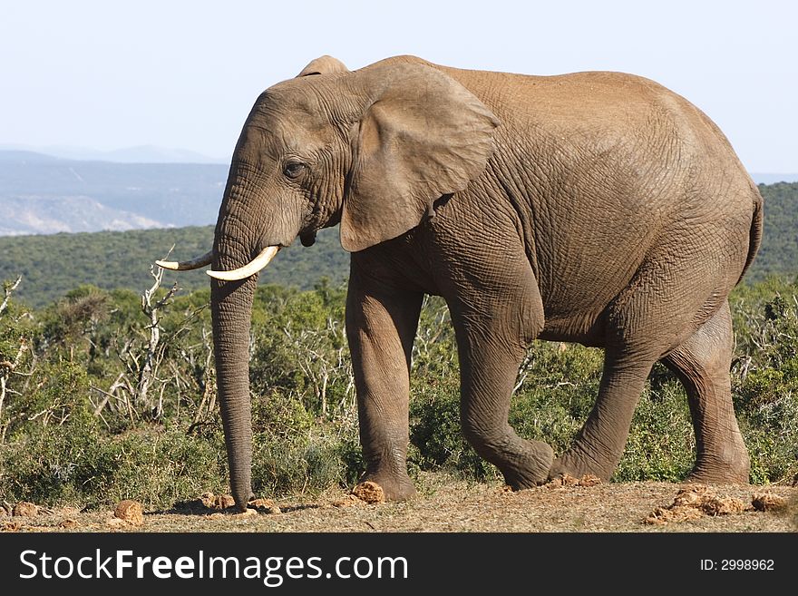 Elephant bull walking past at close range. Elephant bull walking past at close range