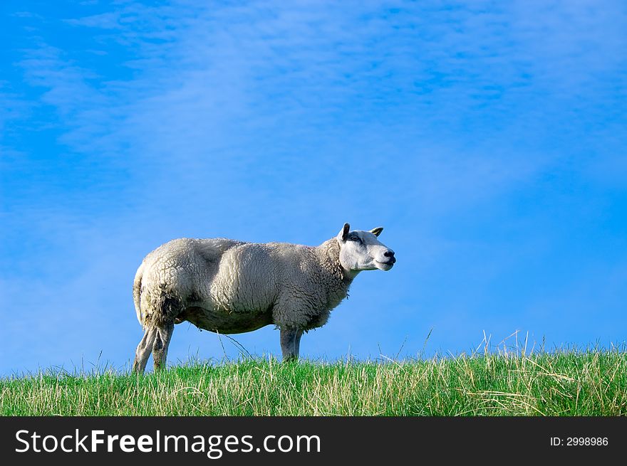 Sheep on fresh green grass with bright blue sky