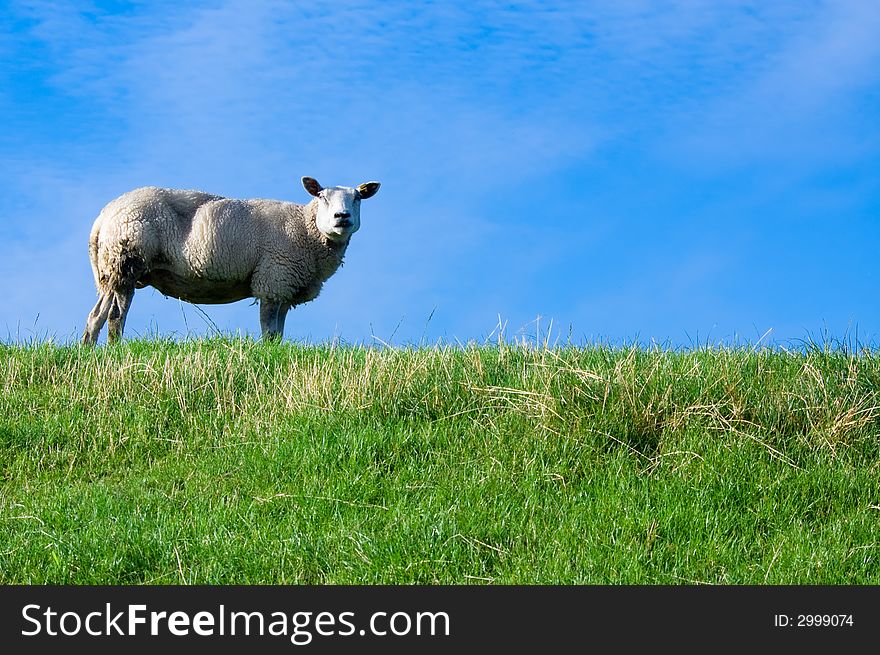 Sheep on fresh green grass with bright blue sky