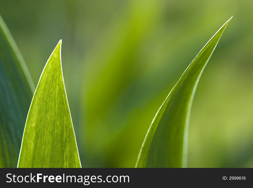 Two green iris leafs on the green background