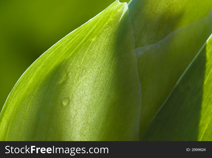 Iris flower bud with dew drops