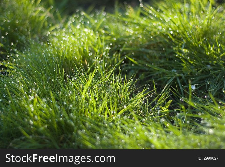 Green garden grass with dew drops