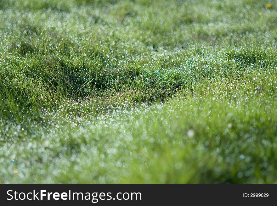 Green garden grass with dew drops
