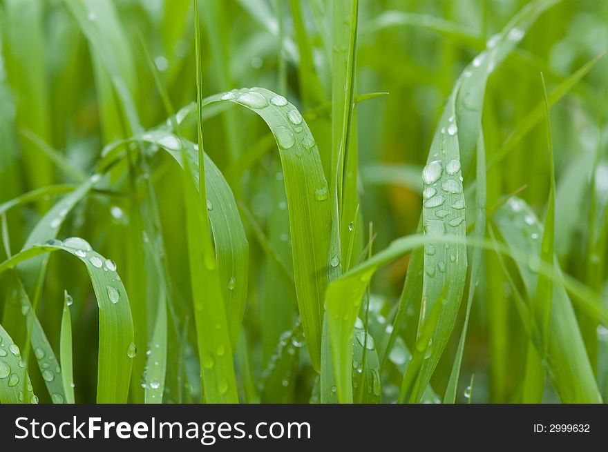 Green garden grass with rain drops