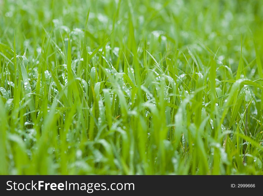 Green garden grass with rain drops