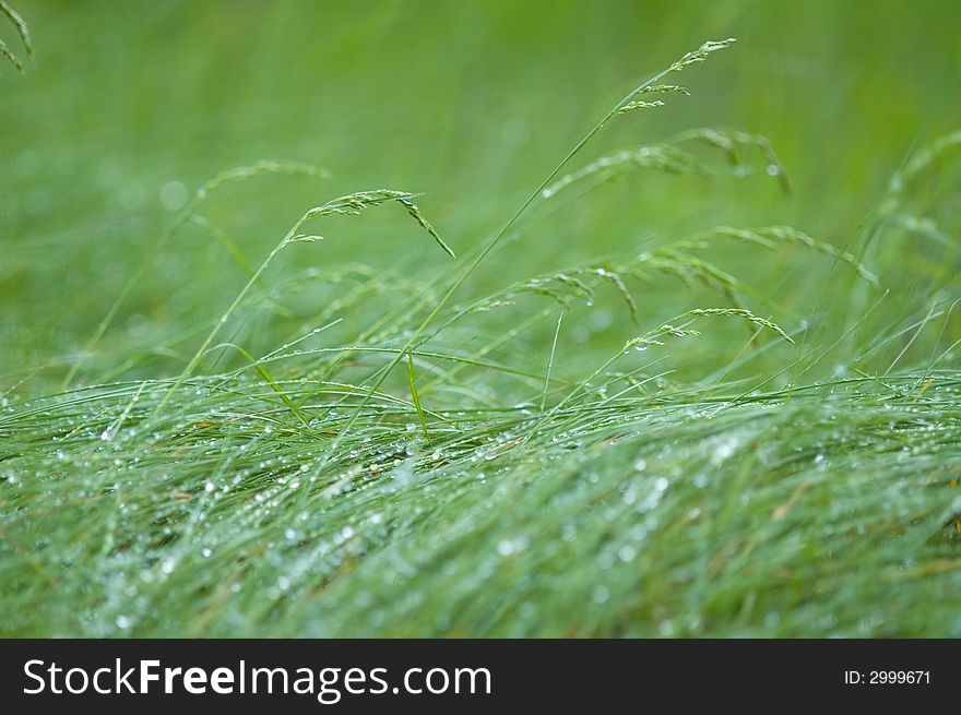 Green garden grass with dew drops