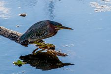 Close Up Of A Small Heron, A Least Bittern. Royalty Free Stock Photos Close Up Of A Small Heron, A Least Bittern. Royalty Free Stock Photos