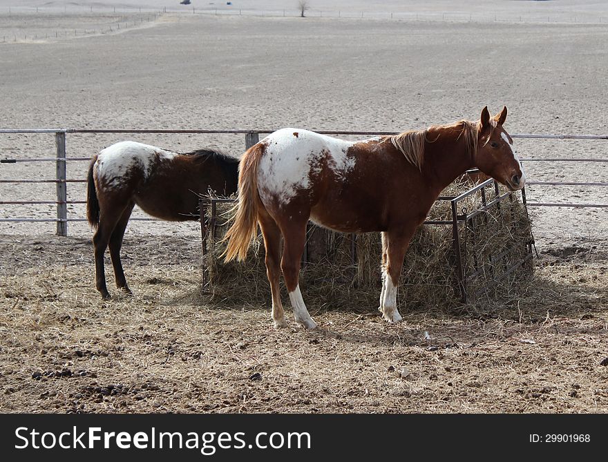 Two appaloosa horses eating hay