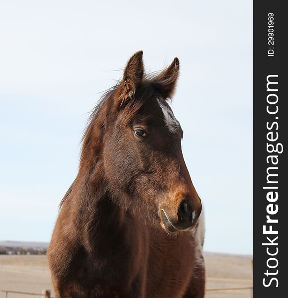 Young horse looking at the camera with a sly look on her face. Young horse looking at the camera with a sly look on her face