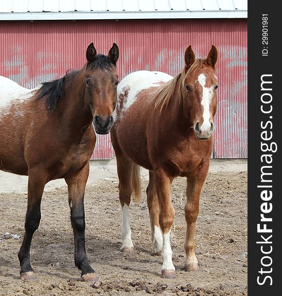 Two Appaloosa Horses By A Barn