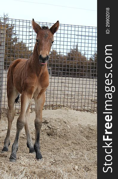 Foal Standing By A Fence