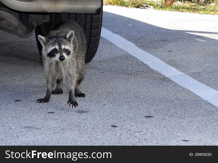 A Raccoon in Florida