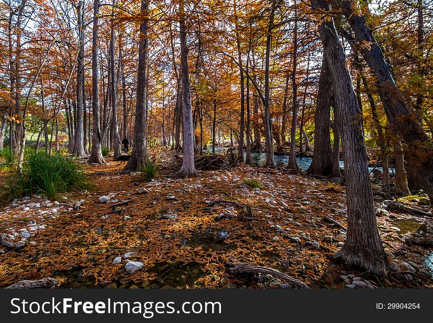 A Man Walking His Dog in the Stunning Fall Colors of Texas Cypress Trees Surrounding the Crystal Clear Guadalupe River. Texas Hill Country. A Man Walking His Dog in the Stunning Fall Colors of Texas Cypress Trees Surrounding the Crystal Clear Guadalupe River. Texas Hill Country.