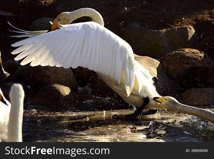 Swans playing in the water, flapping its wings
