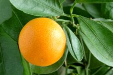 Tangerines On A Citrus Tree. Royalty Free Stock Photos