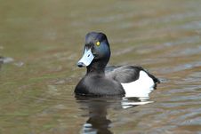 Tufted Duck. Stock Images