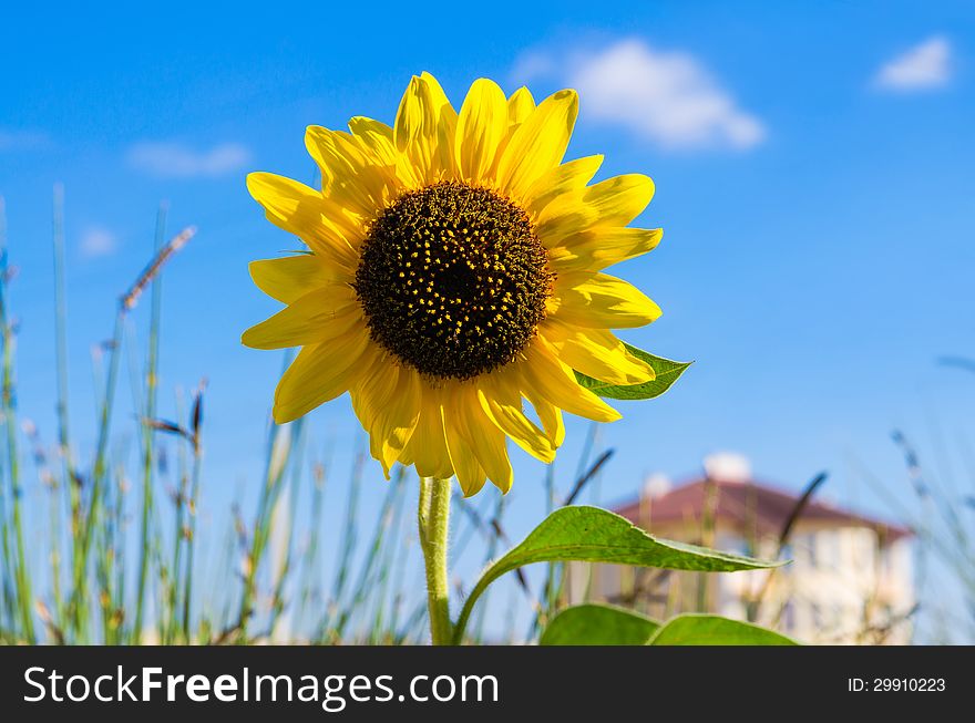 One yellow bright sunflower on a blur house background