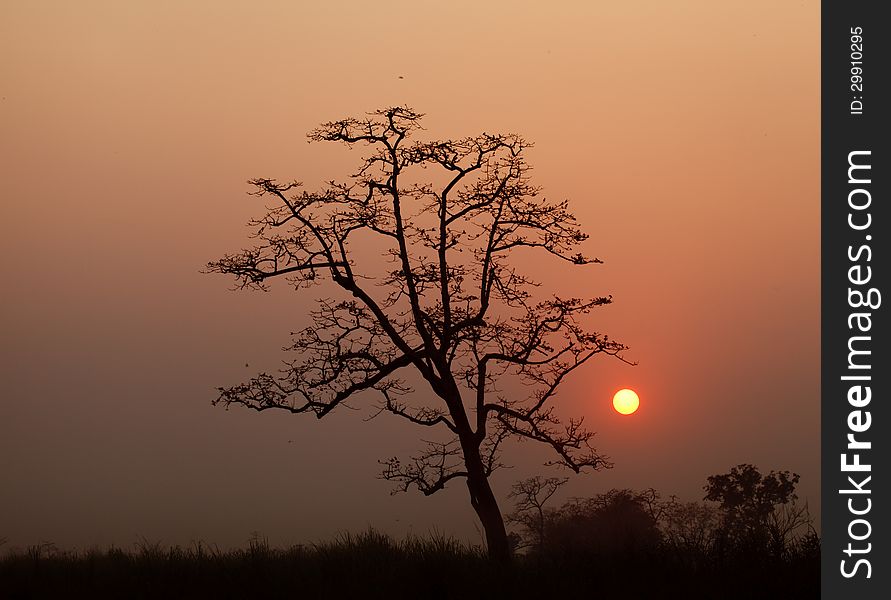 Happy for sunset in wild