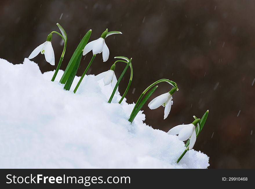 Snowdrops  in snow