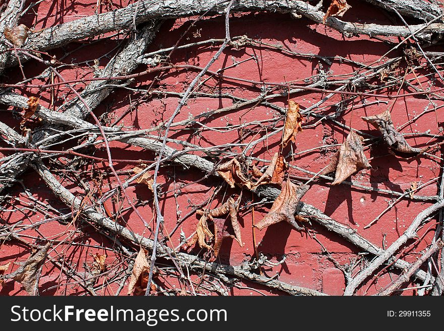 Old red cement wall with creeping vines