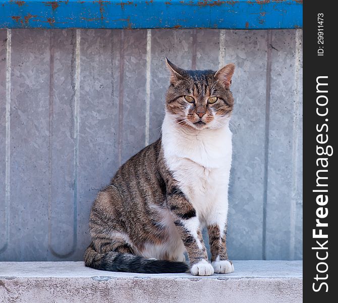 Grey-brown striped cat with a white chest. Grey-brown striped cat with a white chest