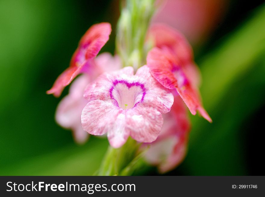 Flower Of Love