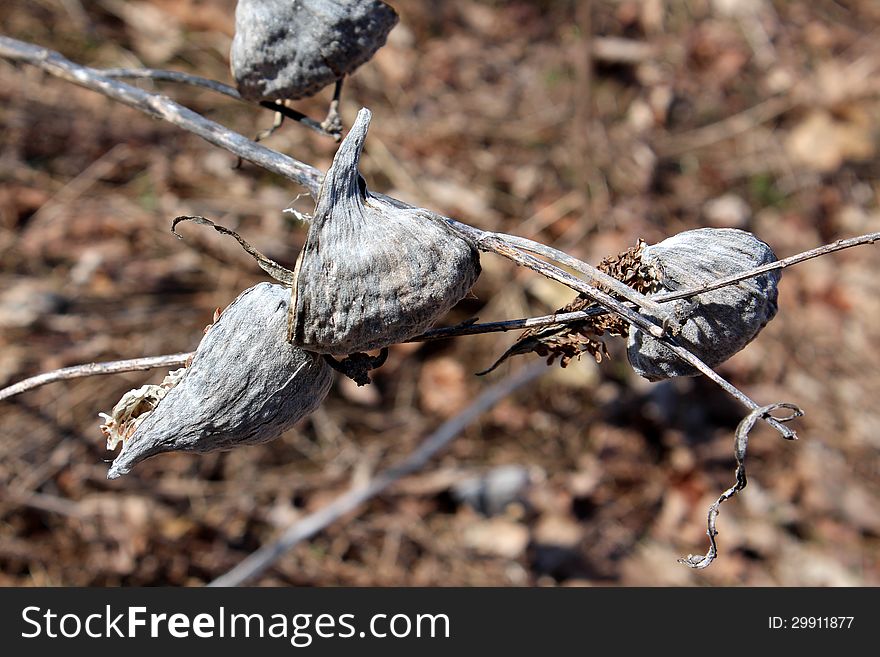 Milkweed pods filled with seeds on an early spring branch. Milkweed pods filled with seeds on an early spring branch.