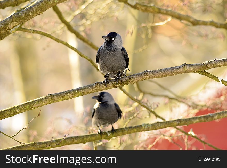 Jackdaws looking to the left. Jackdaws looking to the left