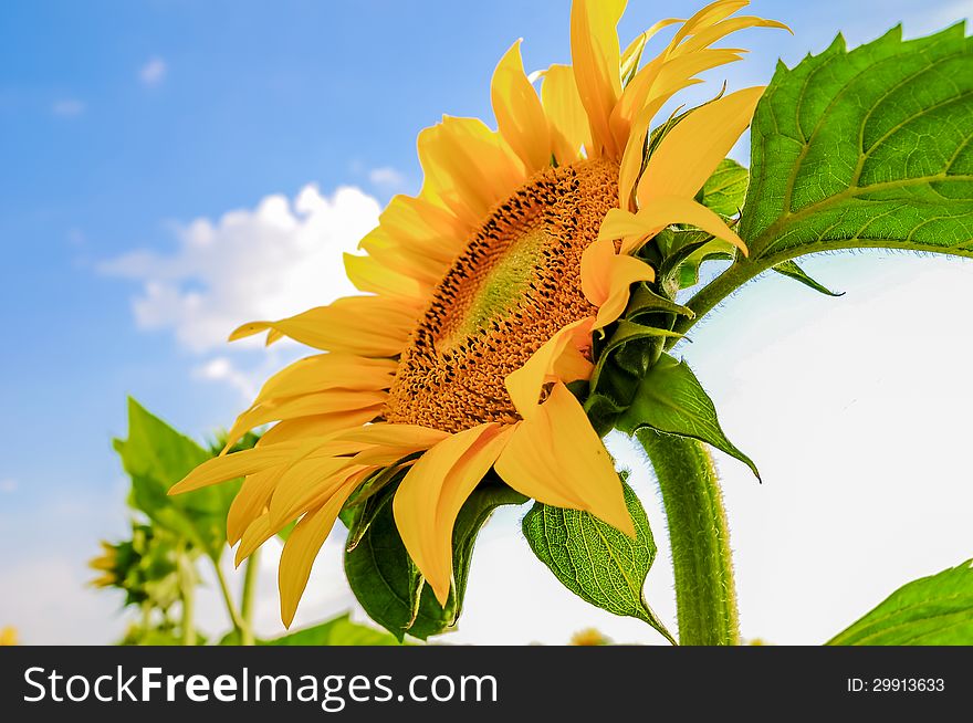A Beautiful Sunflower in a field