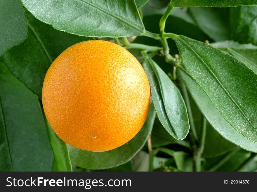 Tangerines on a citrus tree.