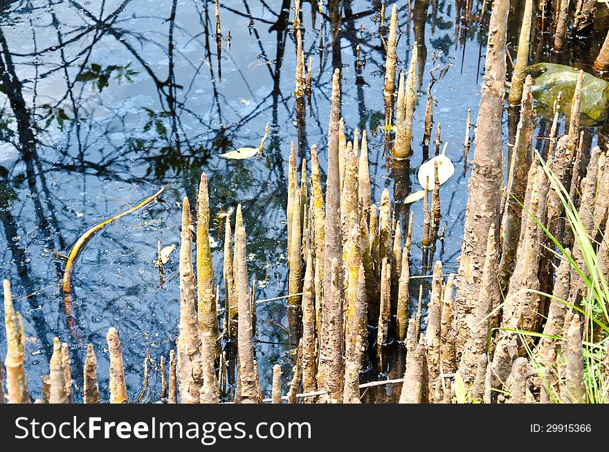 Mangrove roots which emerge from the water. Mangrove roots which emerge from the water.