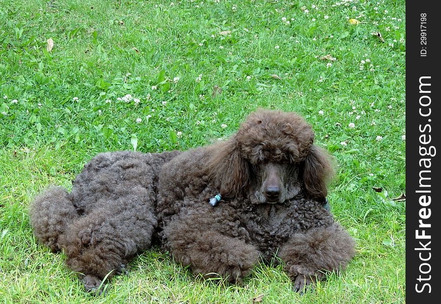 Portrait Of A Brown Royal Poodle