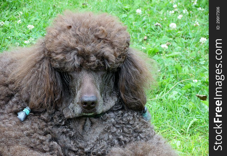 Brown royal poodle on a grass. Brown royal poodle on a grass