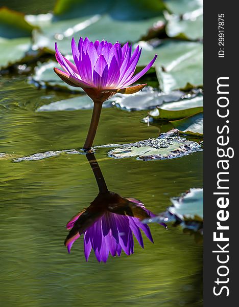 Pink Water Lily in the lake