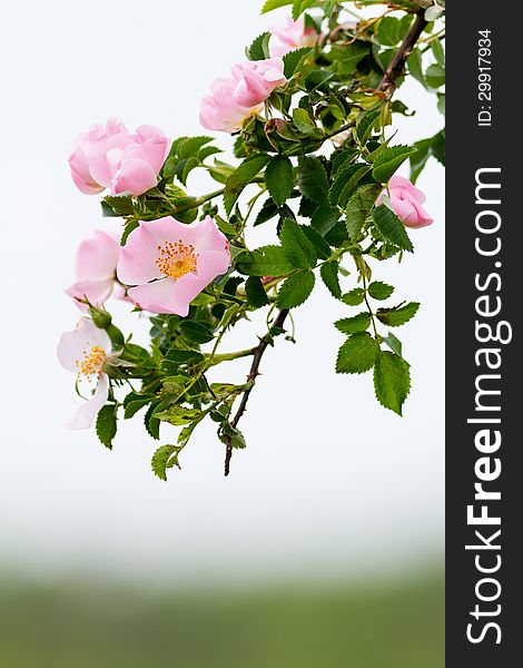 Beautiful blooming wild rose bush. Beautiful blooming wild rose bush