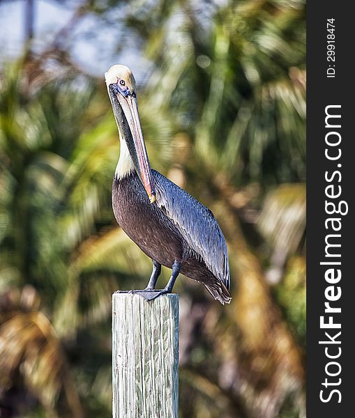 Portrait of a brown pelican perched on top of a post.