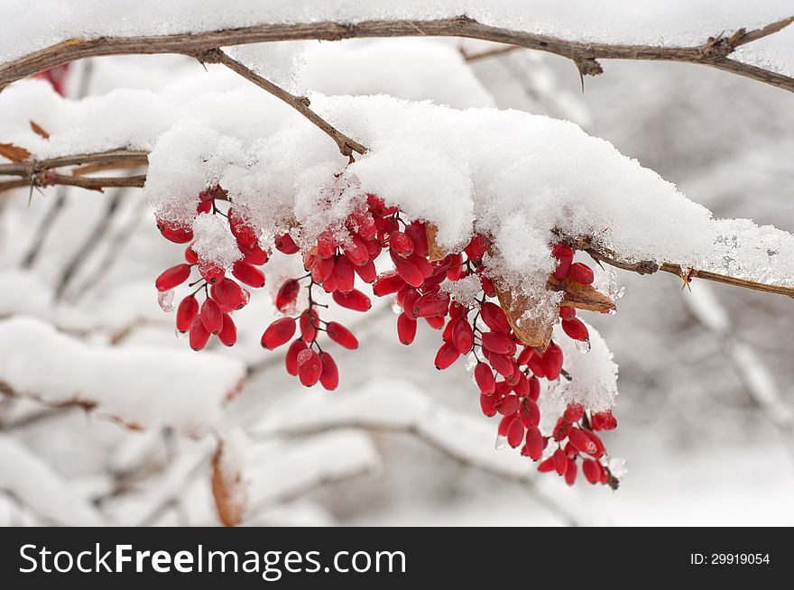 The snow on the branch of a barberry.