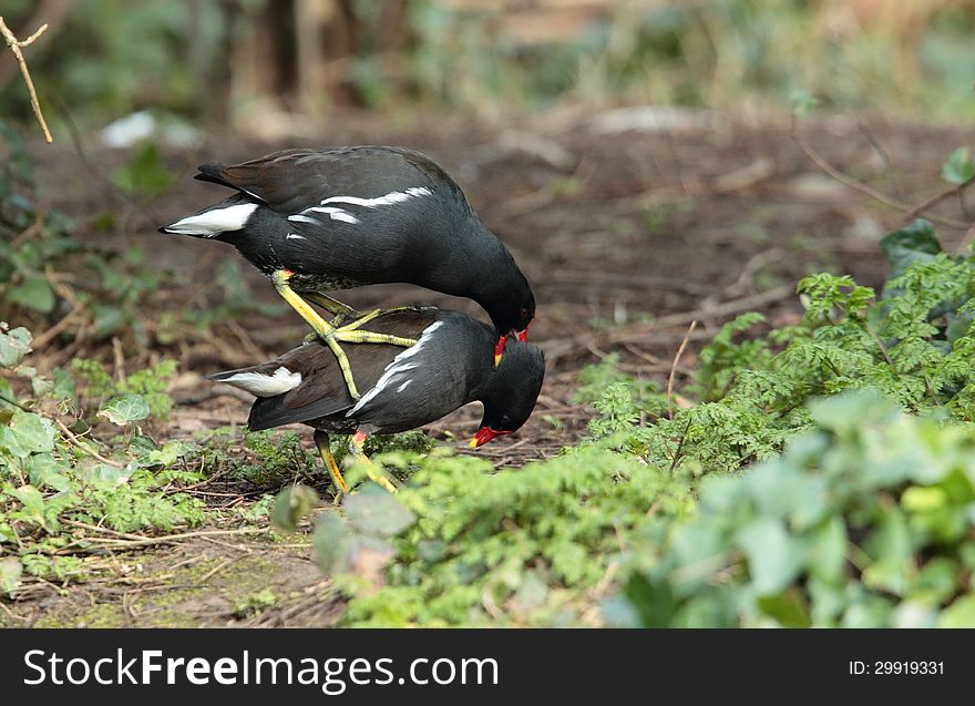 View of two moorhens mating. View of two moorhens mating.