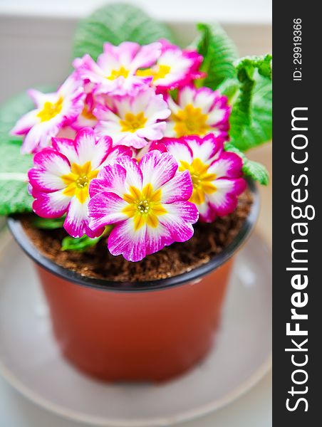 Close-up potted plant of pink and white primrose (Primula vulgaris)