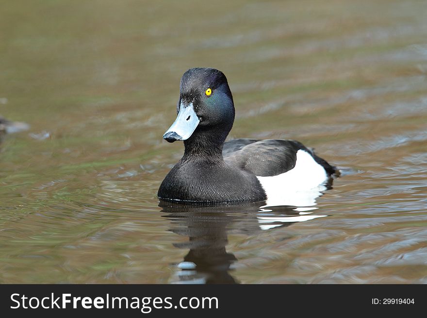 Tufted Duck.