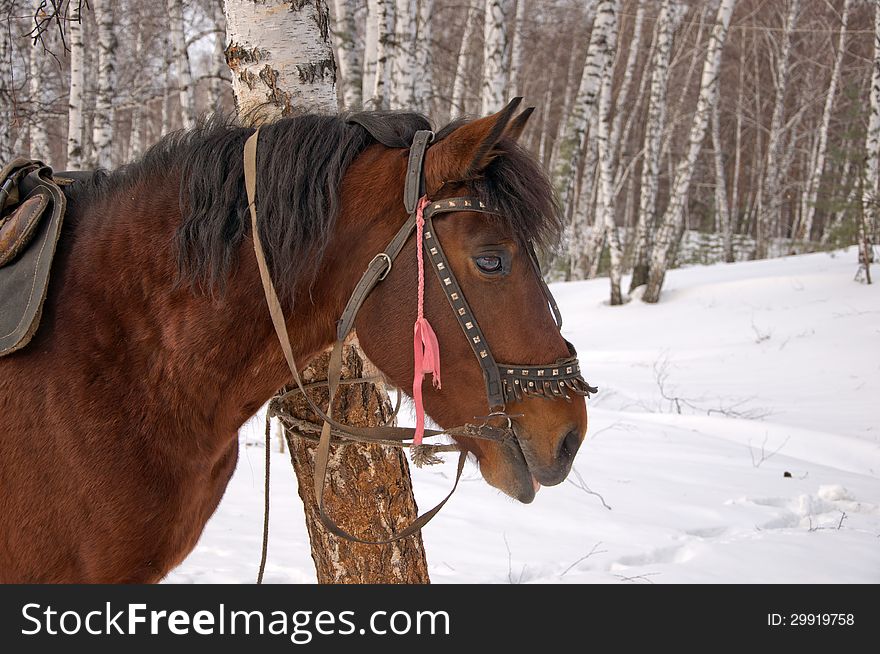 The horse on the background of a winter forest. The horse on the background of a winter forest.