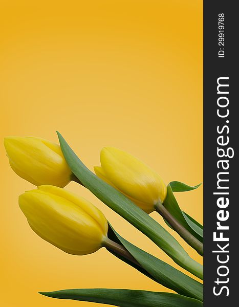 Three yellow tulips on yellow background .