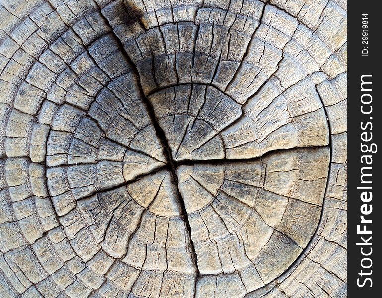 Closeup of Old Pine Saw Cut.