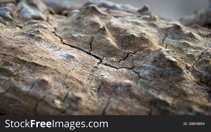 Old Cracked Tree. Grungy Old Wood Background with Selective Focus.