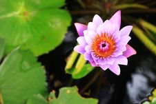 Light Purple Water Lily Flower &x28;lotus&x29; Stock Photography Light Purple Water Lily Flower &x28;lotus&x29; Stock Photography