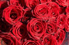 Red Roses Royalty Free Stock Image